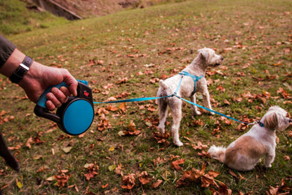 dual untagle dog leash